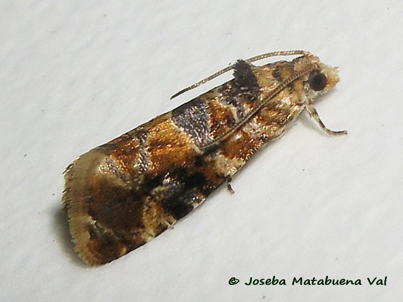 Lobesia (Lobesia) botrana - Tortricidae